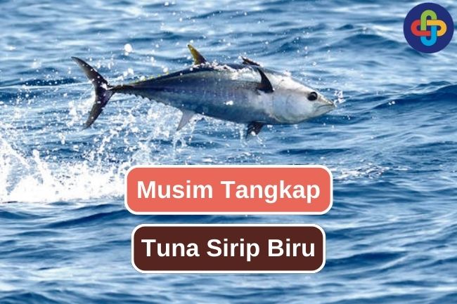 Ketahui Musim Tangkap Tuna Sirip Biru